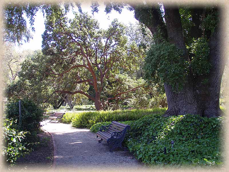 Seat on a path under a tree
