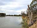 old river tree